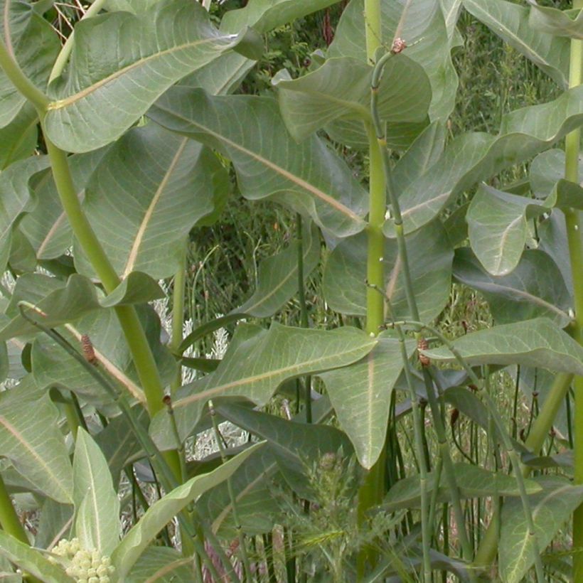 Asclepias speciosa (Fogliame)