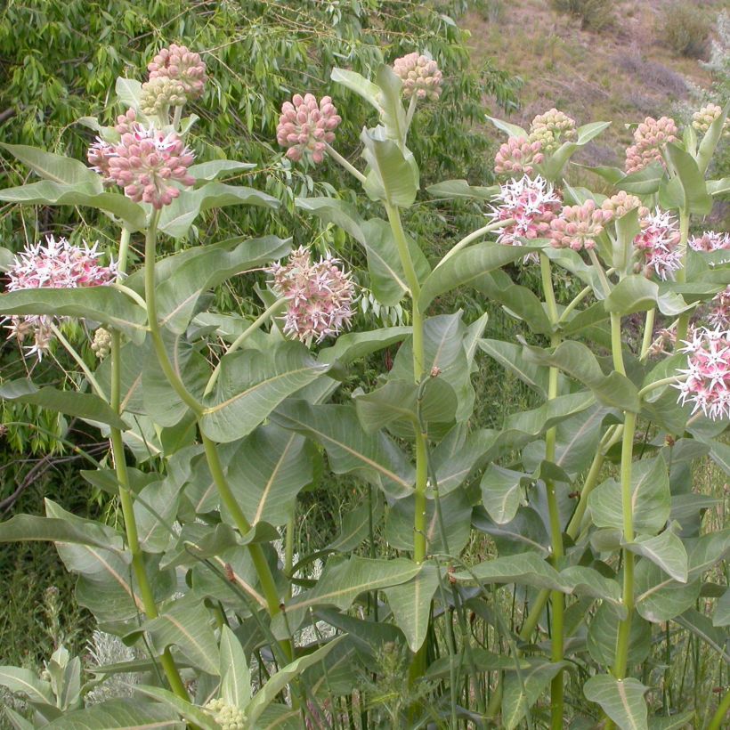 Asclepias speciosa (Porto)