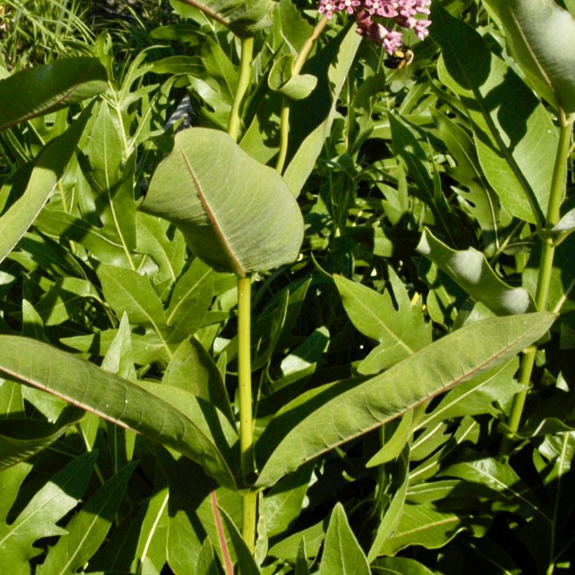 Asclepias sullivantii (Fogliame)