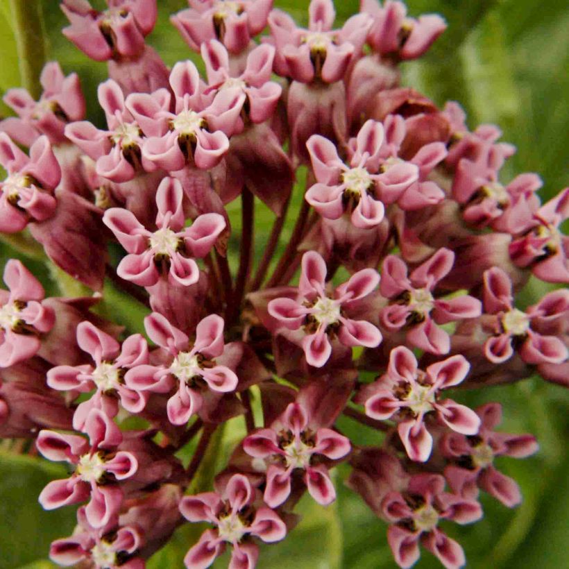 Asclepias sullivantii (Fioritura)