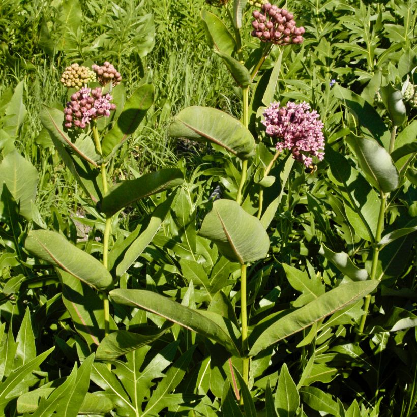 Asclepias sullivantii (Porto)