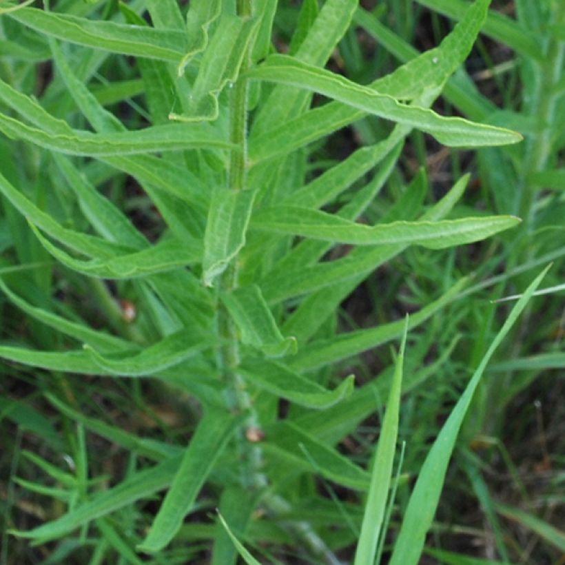 Asclepias tuberosa (Fogliame)