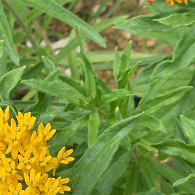 Asclepias tuberosa Jaune - Erba delle farfalle (Fogliame)