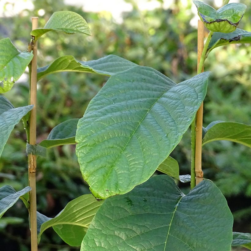 Asimina triloba Susquehanna Peterson Pawpaws - Asimina (Fogliame)