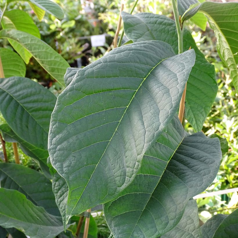 Asimina triloba Shenandoah - Asimina (Fogliame)