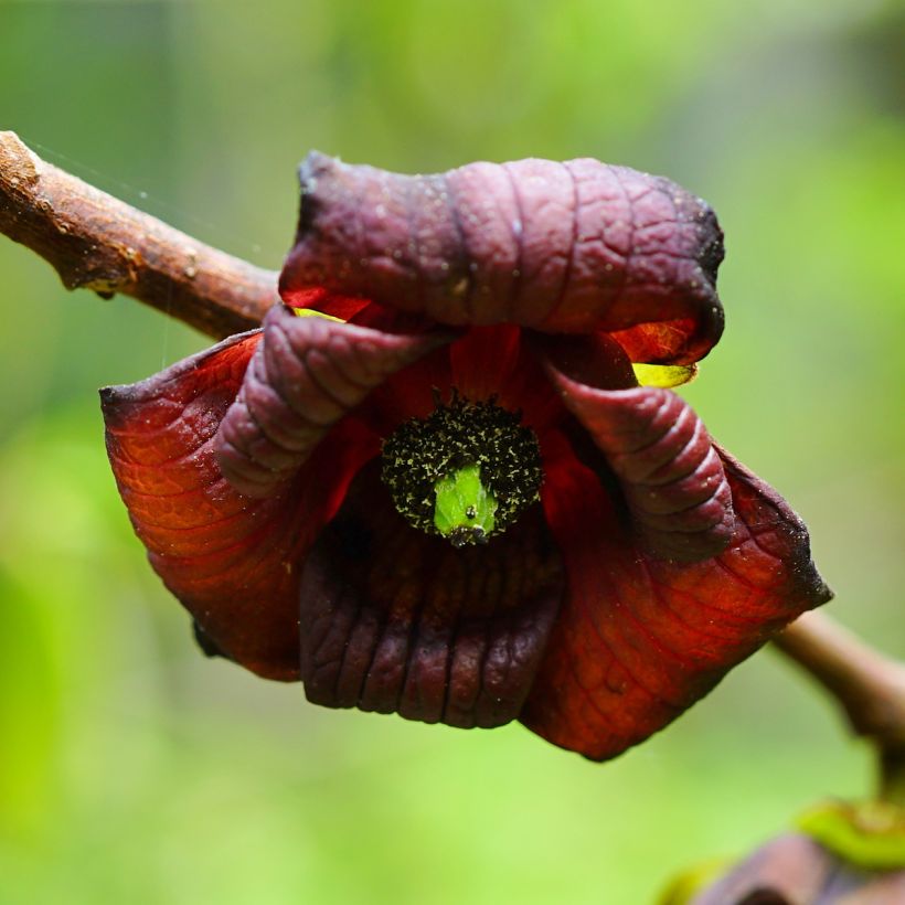 Asimina triloba Shenandoah - Asimina (Fioritura)