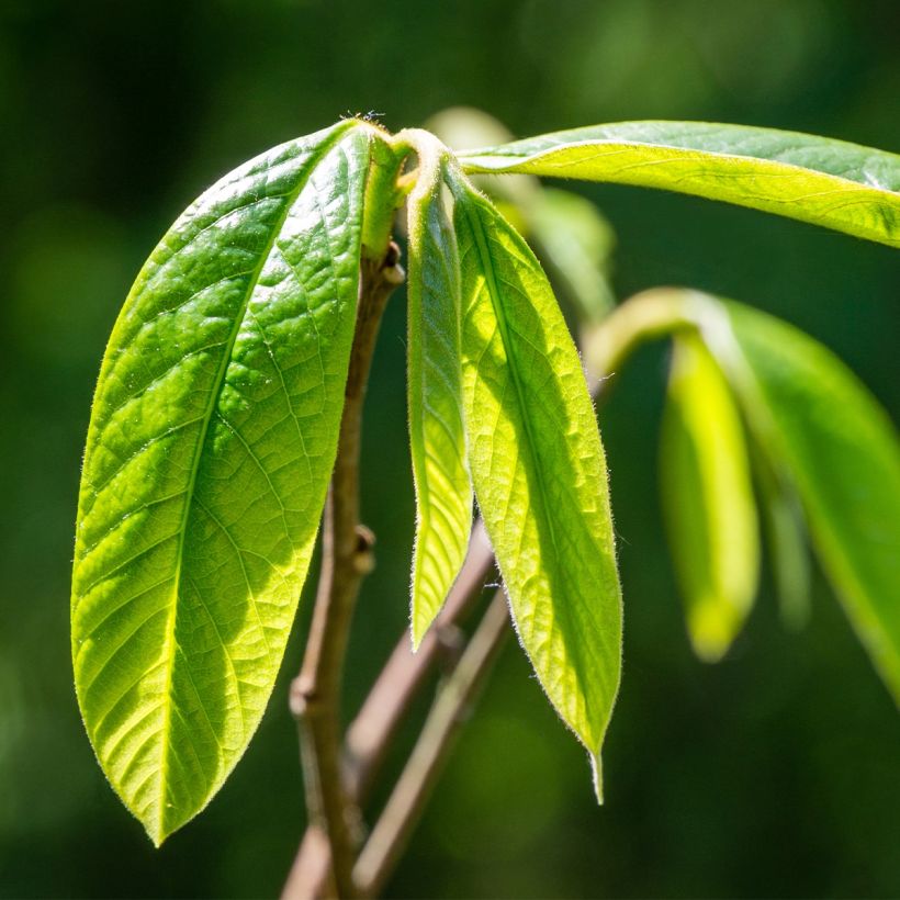 Asimina triloba Wells - Asimina (Fogliame)