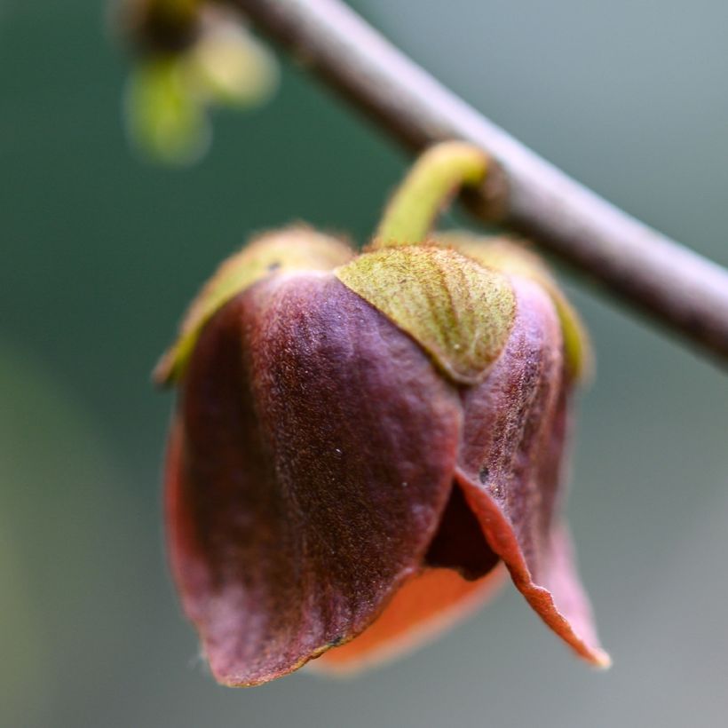 Asimina triloba Wells - Asimina (Fioritura)