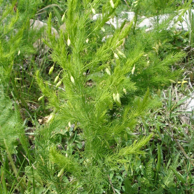 Asparagus pseudoscaber Spitzenschleier (Porto)