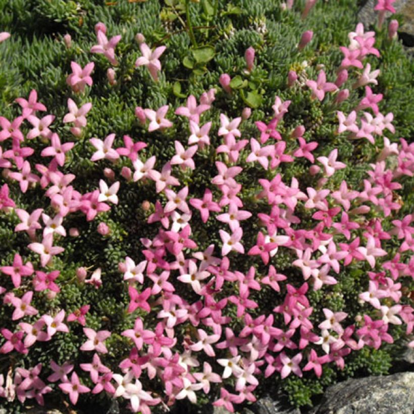 Asperula sintenisii (Fioritura)