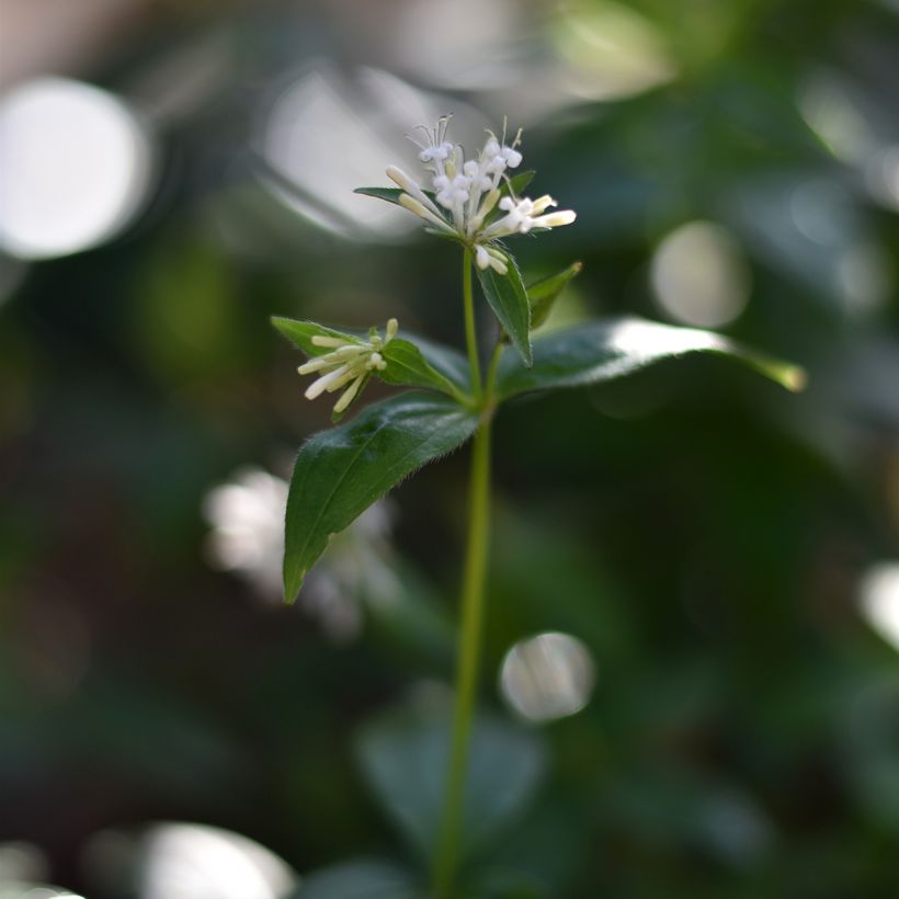 Asperula taurina - Stellina cruciata (Fioritura)