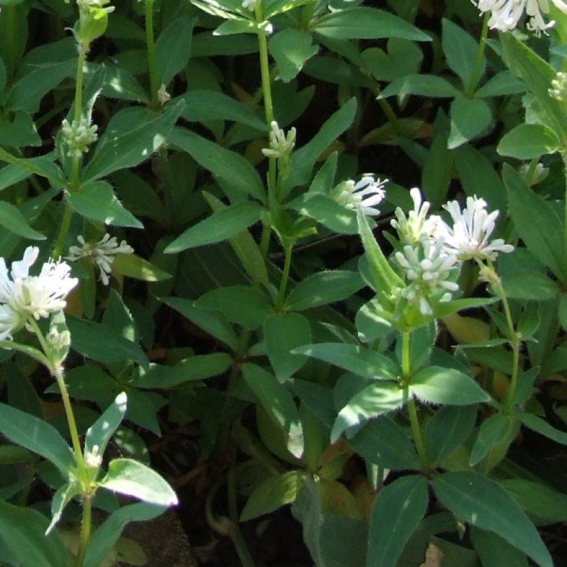 Asperula taurina - Stellina cruciata (Fogliame)