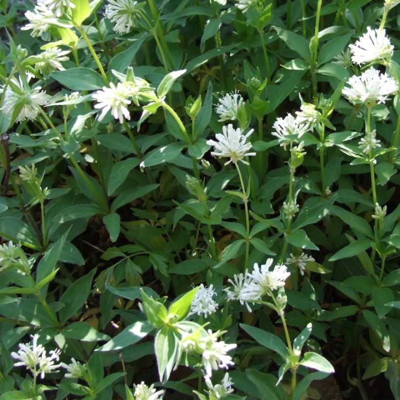 Asperula taurina - Stellina cruciata (Porto)