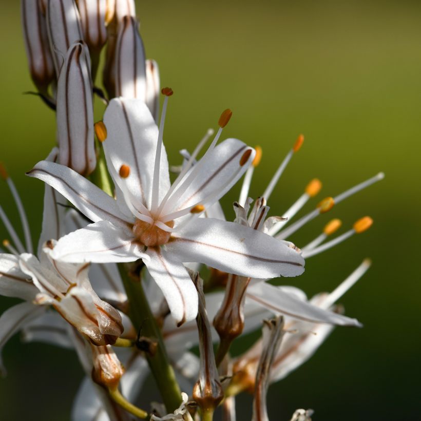 Asphodelus ramosus - Asfodelo mediterraneo (Fioritura)