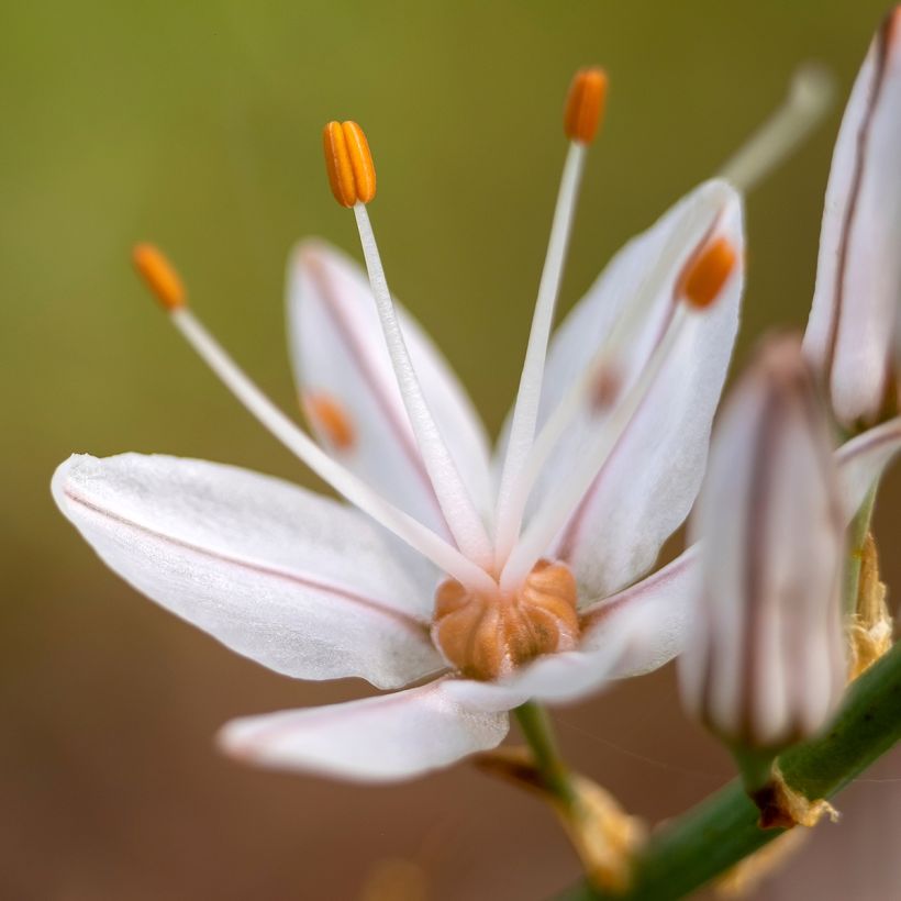 Asphodelus albus - Asfodelo bianco (Fioritura)