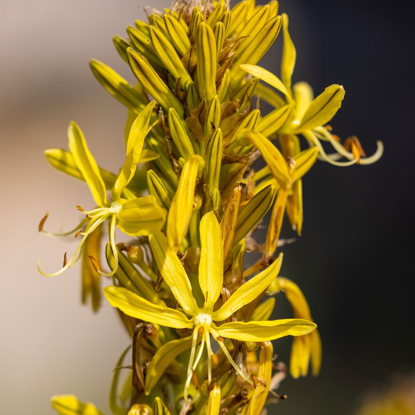 Asphodeline lutea - Asfodelo giallo (Fioritura)