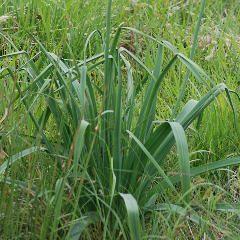 Asphodelus albus - Asfodelo bianco (Fogliame)