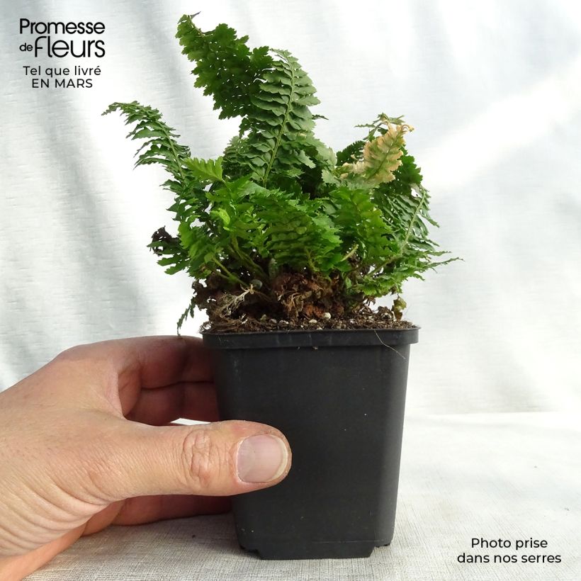 Aspidie à cils raides Congestum - Polystichum setiferum Godet de 9cm esemplare consegnato in inverno