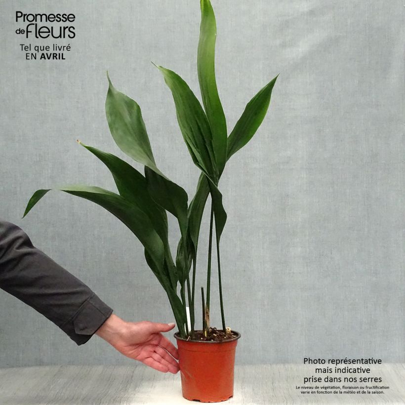 Aspidistra elatior - Aspidistre élevée Pot de 2L/3L esemplare consegnato in inverno