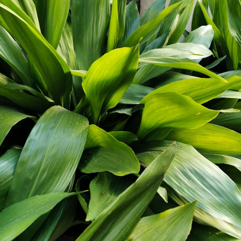 Aspidistra elatior - Pianta di piombo (Fogliame)