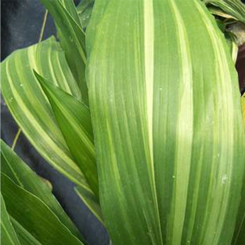 Aspidistra elatior Zebra - Pianta di piombo (Fogliame)