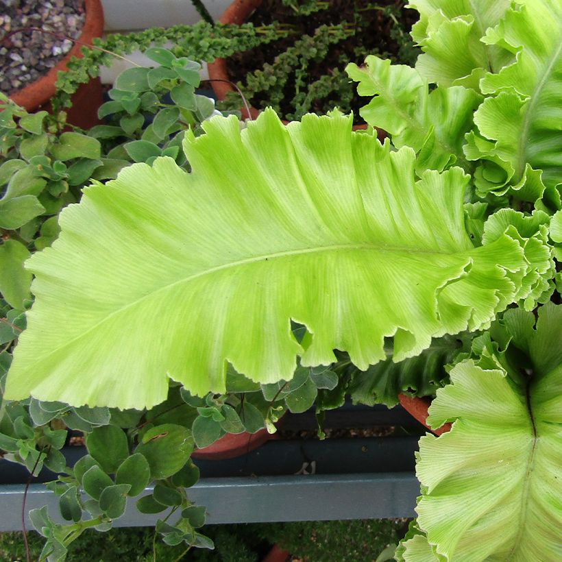 Phyllitis scolopendrium Bolton’s Nobile - Asplenio (Fogliame)