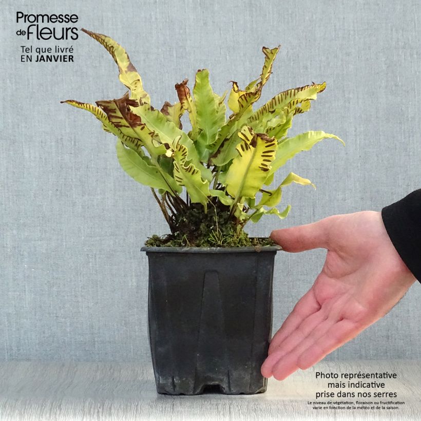 Asplenium scolopendrium Cristatum Group - Fougère scolopendre en pot de 2/3L esemplare consegnato in inverno