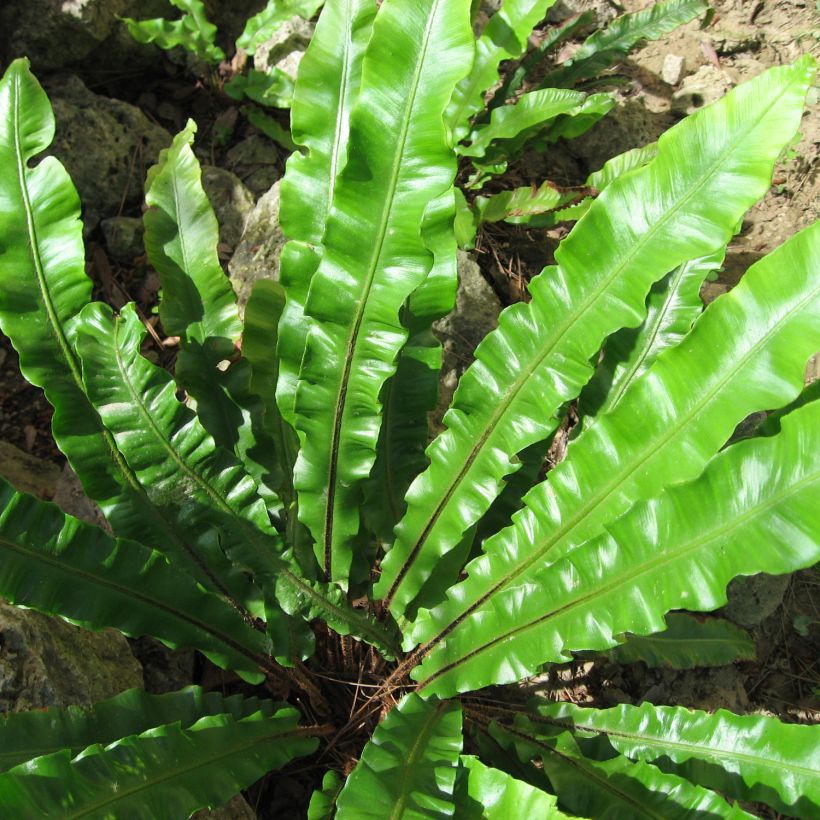 Asplenium scolopendrium Undulatum Group - Lingua di cervo (Fogliame)