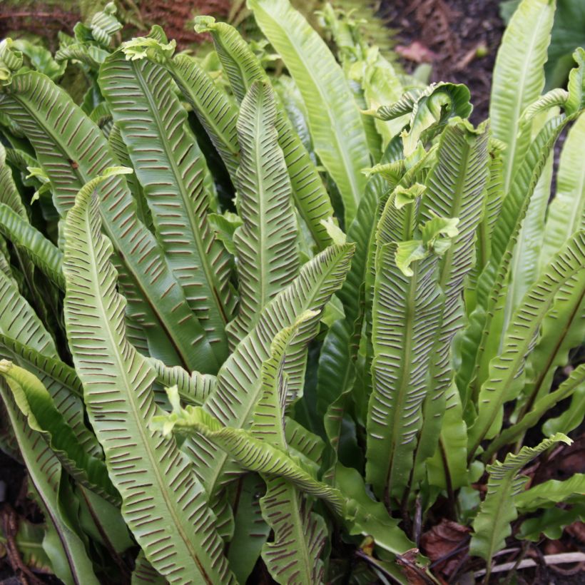 Asplenium scolopendrium Undulatum Group - Lingua di cervo (Raccolta)