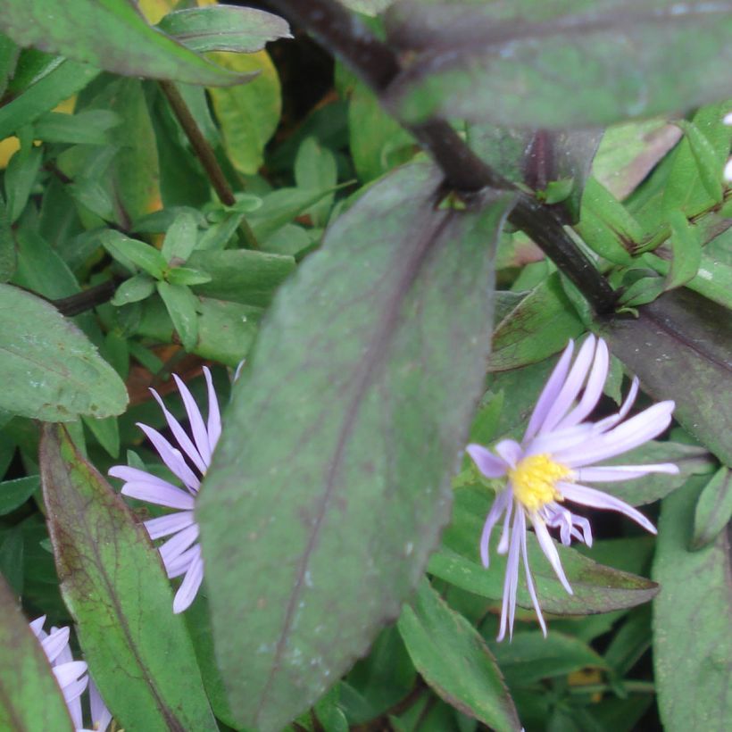 Aster laevis Calliope (Fogliame)