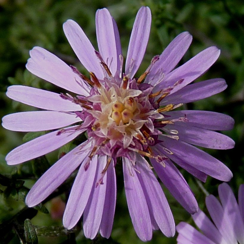 Aster lateriflorus Coombe Fishacre (Fioritura)