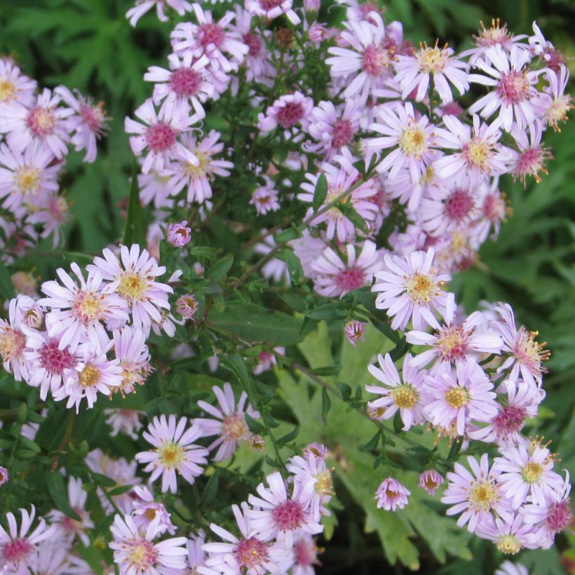 Aster lateriflorus Coombe Fishacre (Porto)