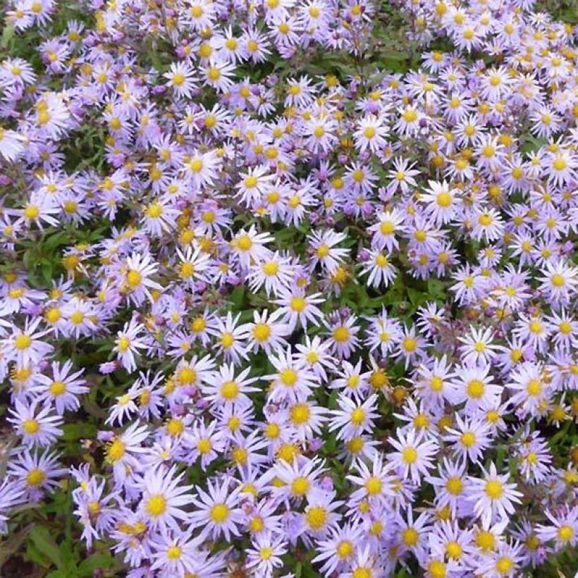 Aster ageratoides Eleven purple (Fioritura)