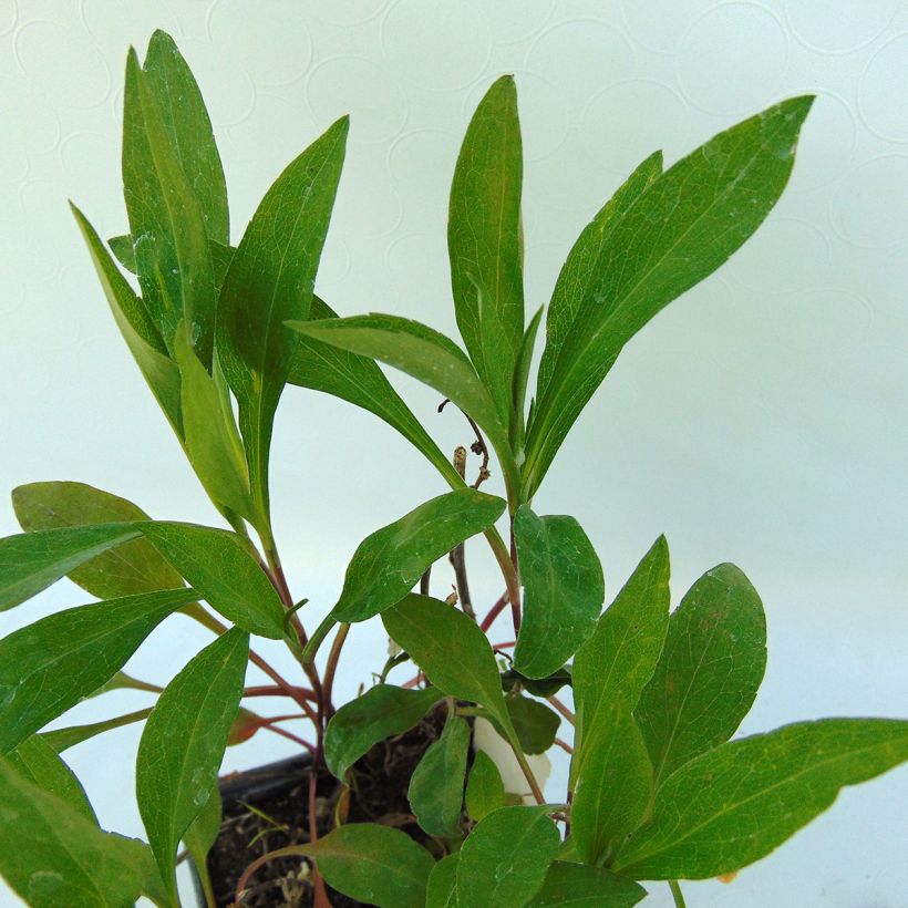 Aster ericoides Herfstweelde (Fogliame)