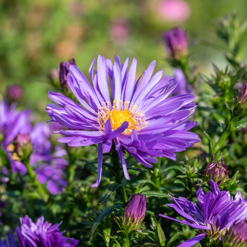 Aster ericoides Herfstweelde (Fioritura)