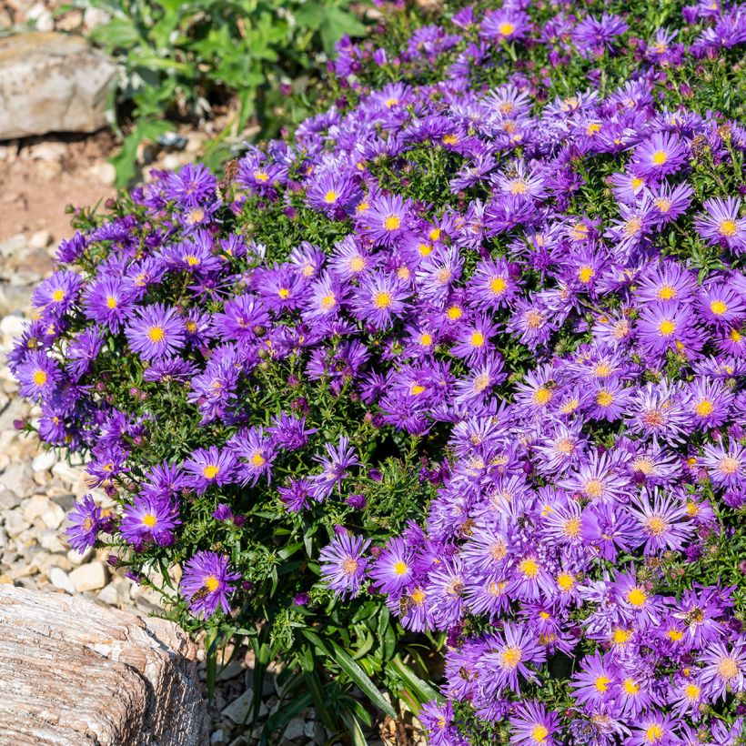 Aster ericoides Herfstweelde (Porto)