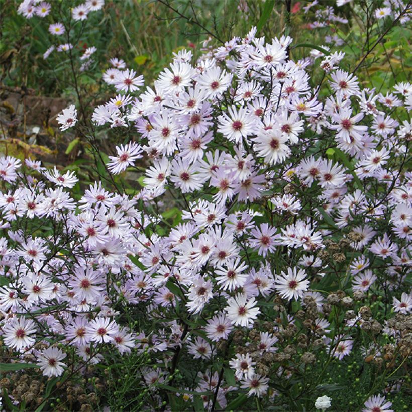 Aster Le Vasterival (Fioritura)