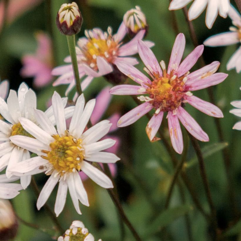 Aster rugulosus Asrugo (Fioritura)