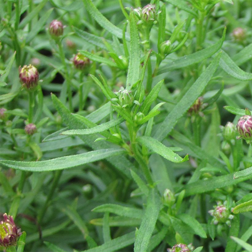 Aster ageratoides Adustus Nanus (Fogliame)