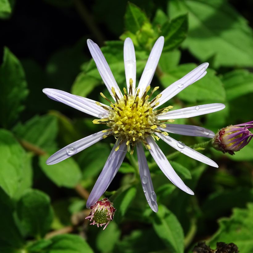 Aster ageratoides Asran (Fioritura)