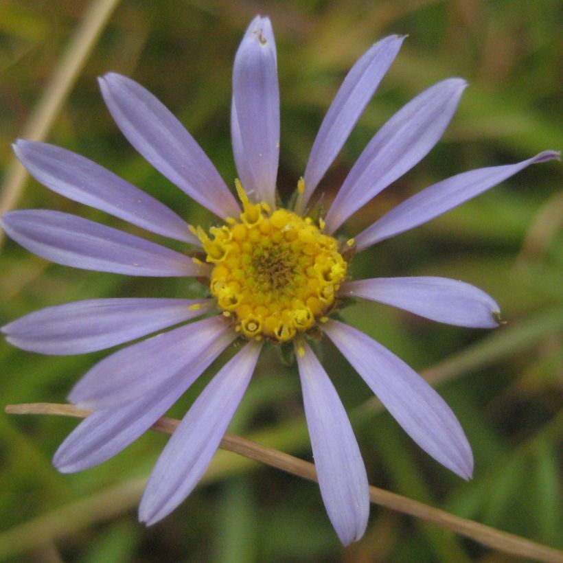 Aster alpigenus var. andersonii (Fioritura)