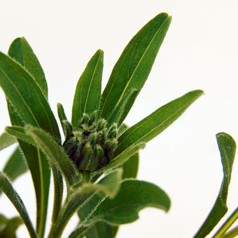 Aster alpinus Albus - Astro alpino (Fogliame)