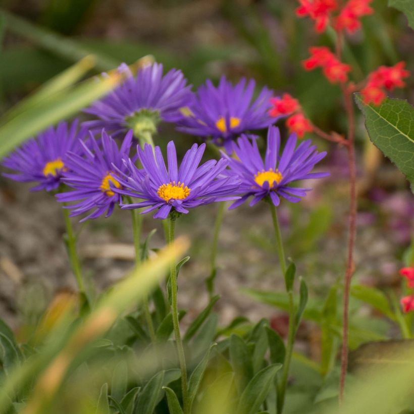 Aster alpinus Blue Beauty - Astro alpino (Porto)