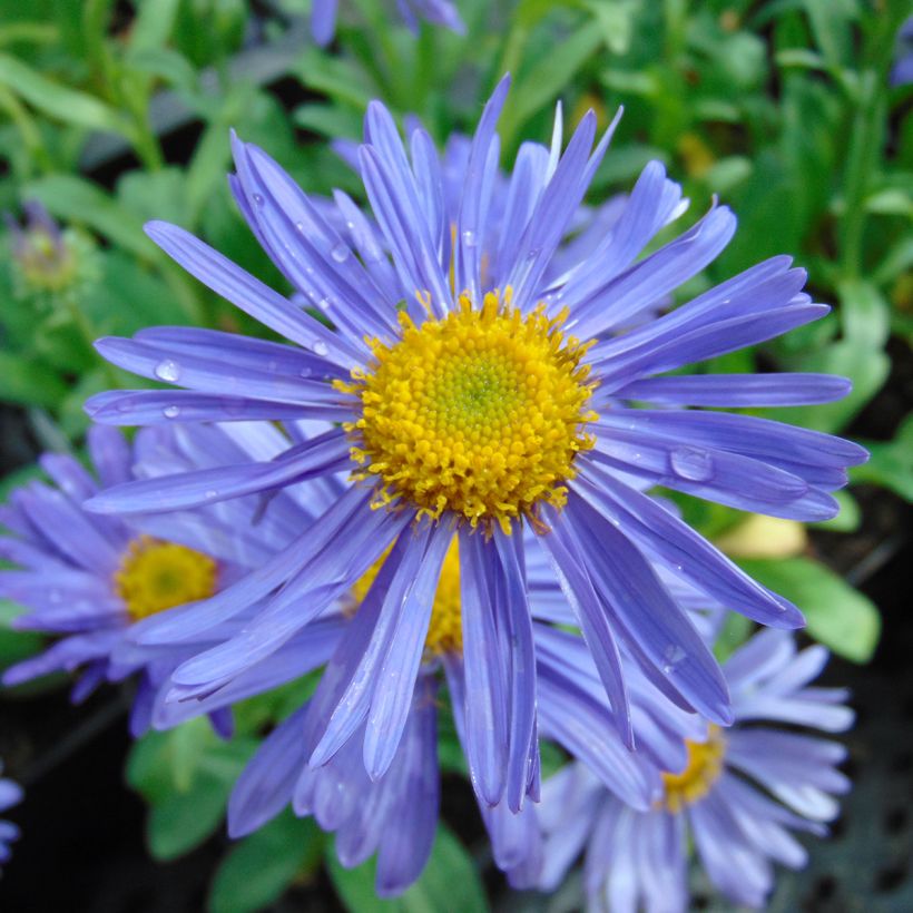 Aster alpinus Dunkle Schöne - Astro alpino (Fioritura)