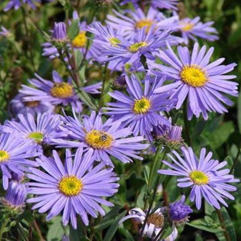 Aster amellus Dr Otto Petschek - Astro di Virgilio (Fioritura)