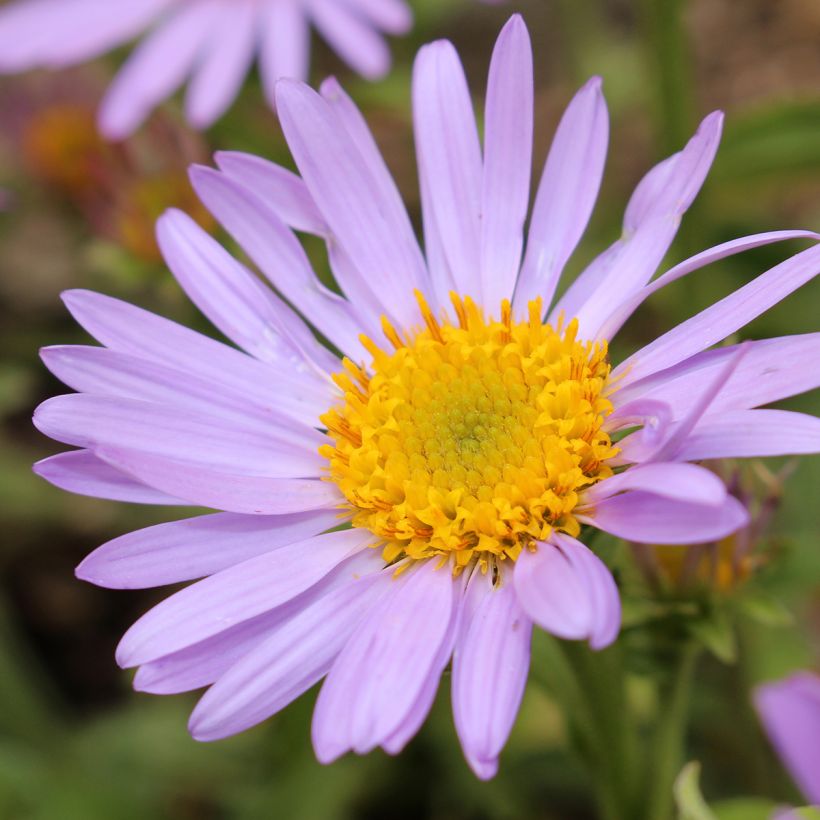 Aster amellus Peach Blossom - Astro di Virgilio (Fioritura)