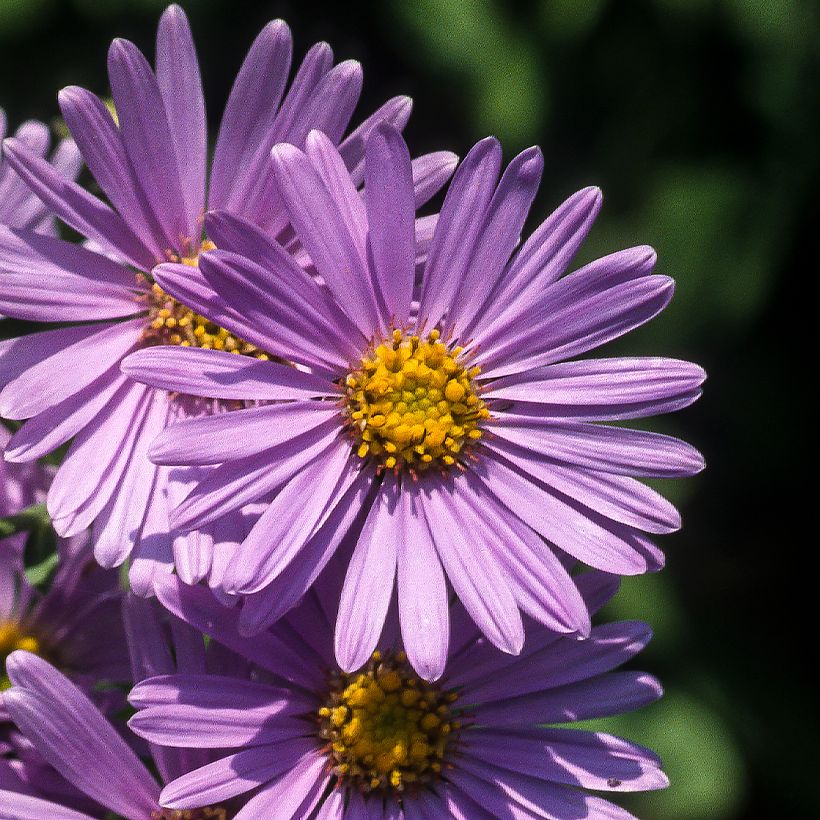 Aster amellus Rudolf Goethe - Astro di Virgilio (Fioritura)