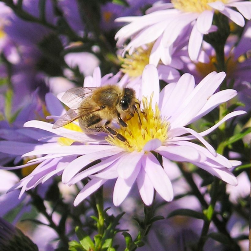 Aster amellus September Glow - Astro di Virgilio (Fioritura)