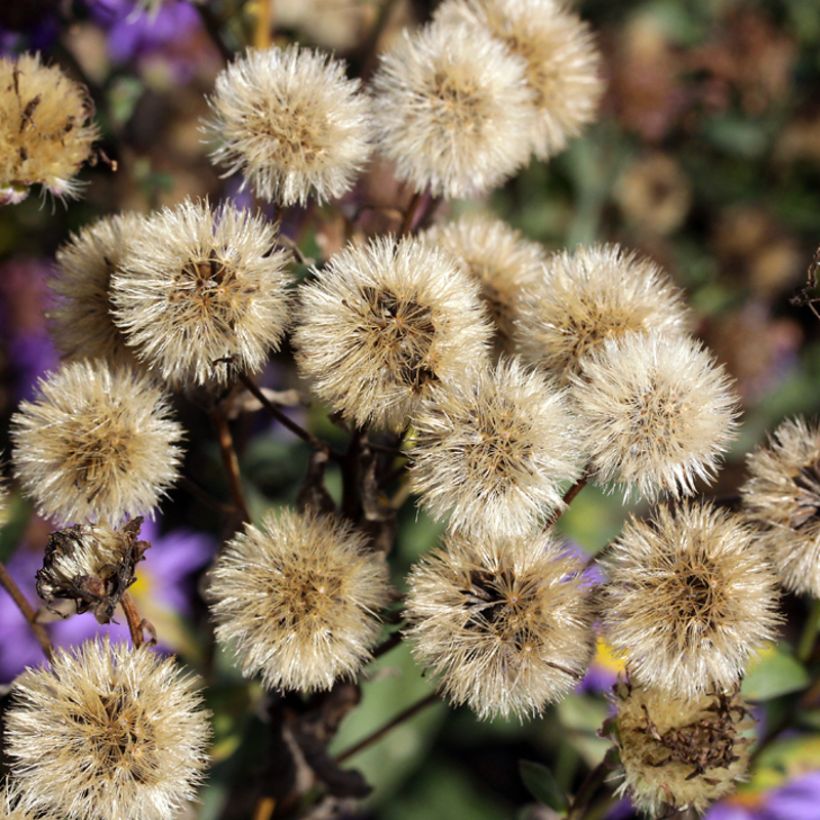 Aster amellus September Glow - Astro di Virgilio (Raccolta)