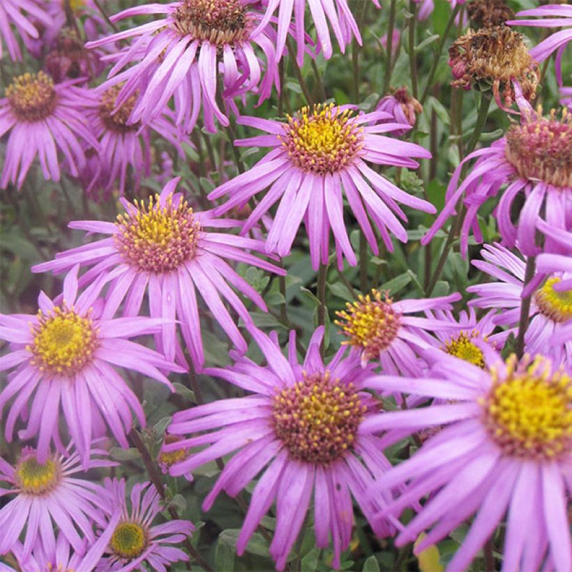 Aster amellus Sonia - Astro di Virgilio (Fioritura)